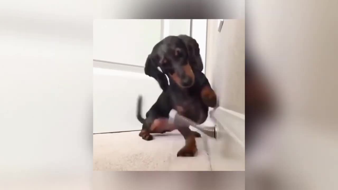 Funny Pet Compilation! 😂🤣 | Crazy Animal Funny Moments