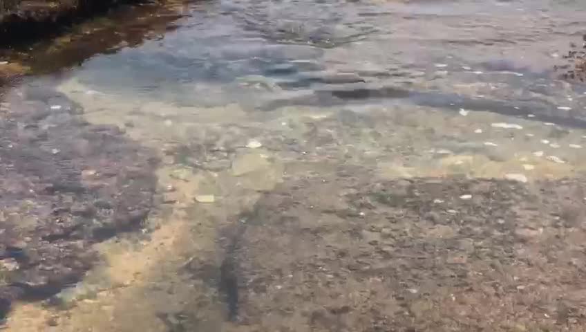 Fish Relaxation Scene -- Real Live Fish Swimming to their delight