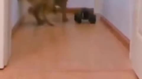 try not to laugh funny animal