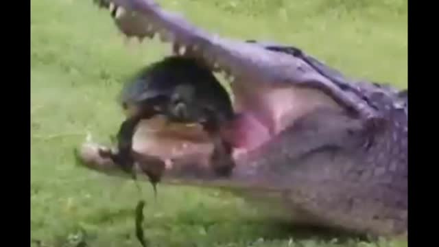 The_turtle_that_survived_without_being Kibula's lunch due to its shell