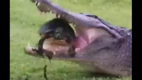 The_turtle_that_survived_without_being Kibula's lunch due to its shell