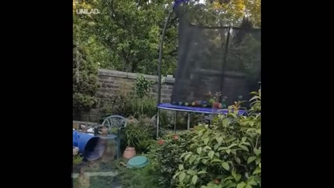 This dog Love His TRAMPOLINE!