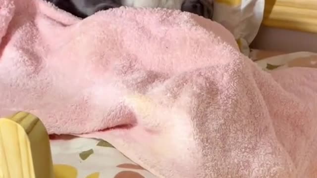 貓:我要抱抱