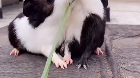 Guinea pigs argue and eat.