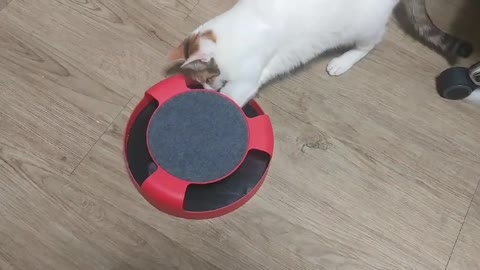 The white cat is looking for a toy mouse.