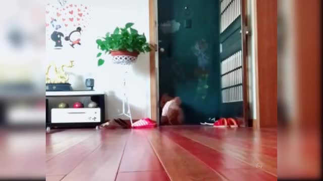 Baby Dogs - Cute and Funny Dog Videos Compilation #2021 | Awesome Animals