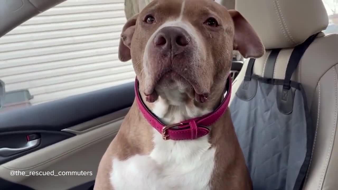 Pitbulls Being Wholesome | Funny and Cute Pitbull