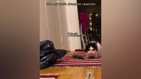 Cucumbers Scare The Life Out Of Cats Pets Towns
