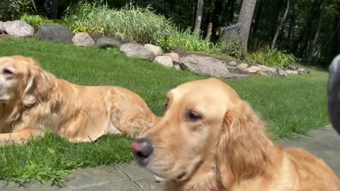 Talking Parrot Has A Lot To Say To Golden Retriever