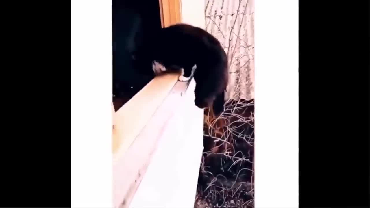 Cats can be bullies!