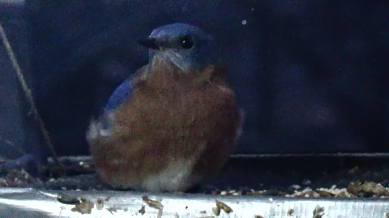 Bluebird