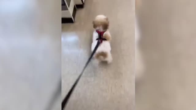 The master took me out to play