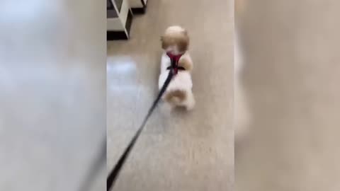 The master took me out to play