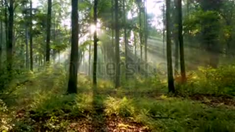 stock-footage-beautiful-sunlight-in-the-forest.mp4