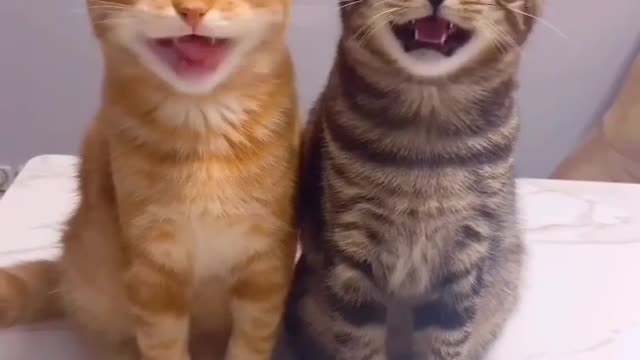 A cat singing a song 😹