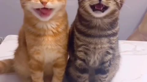 A cat singing a song 😹