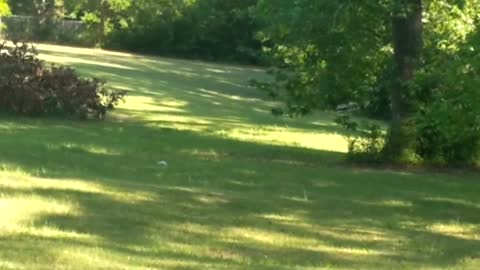 Albino squirrel