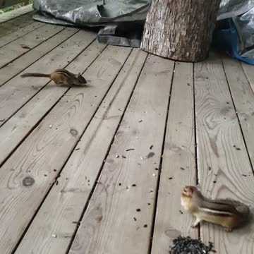 Two chipmunks that do not share well