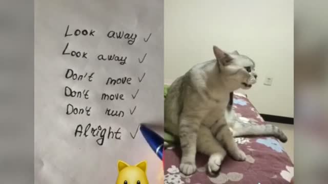 Very Funny Talking Cats Compilation 🤣🙀