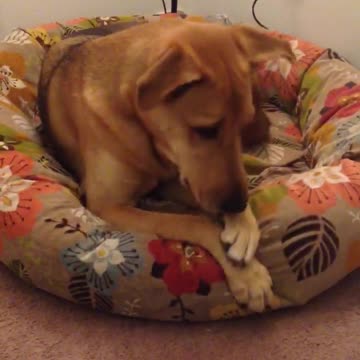 Raylan, el perro, y el gatito se conectan durante un rato de juego