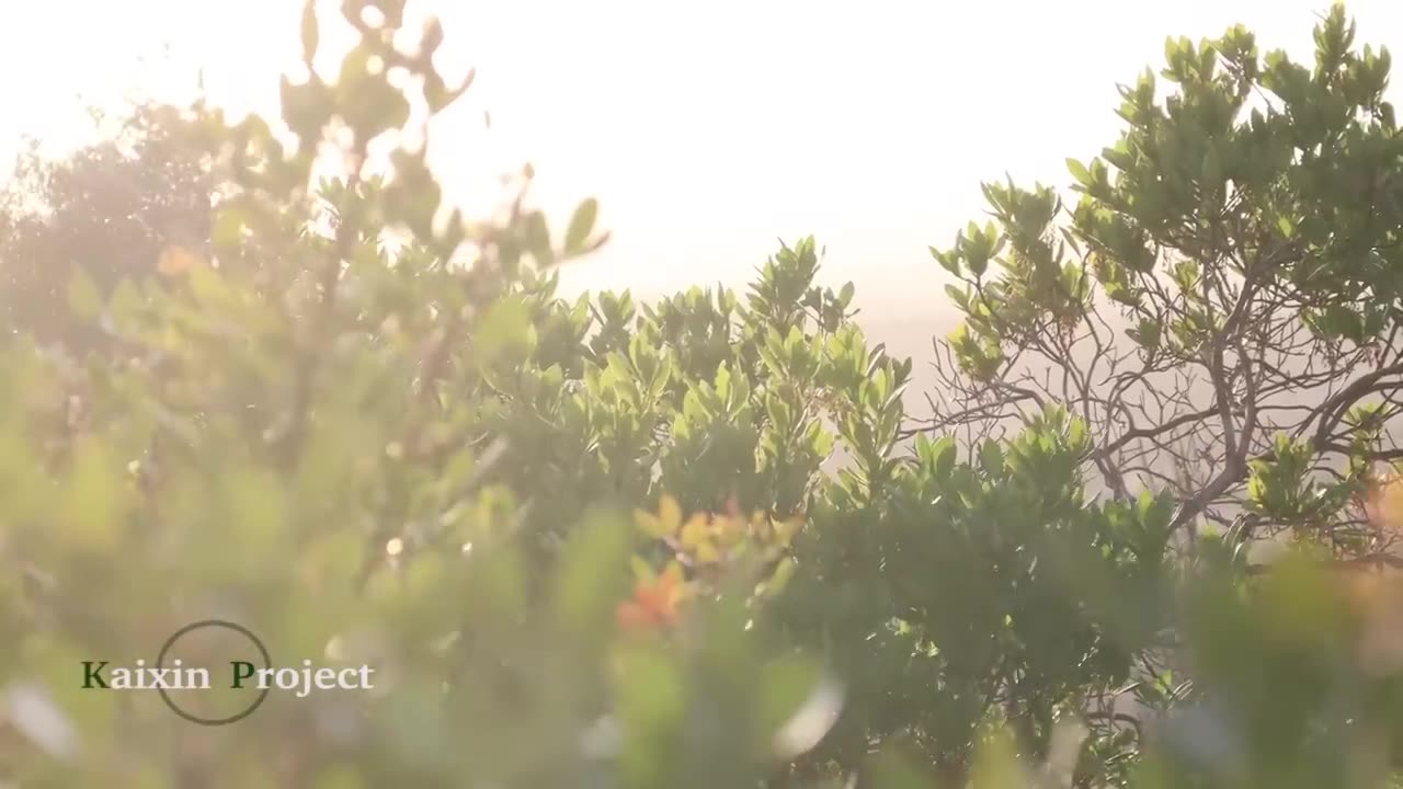 Meditación Guiada. Relajar Cuerpo y Mente. Desbloquear Emociones.