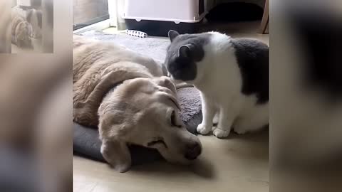 Daily life of cats and dog