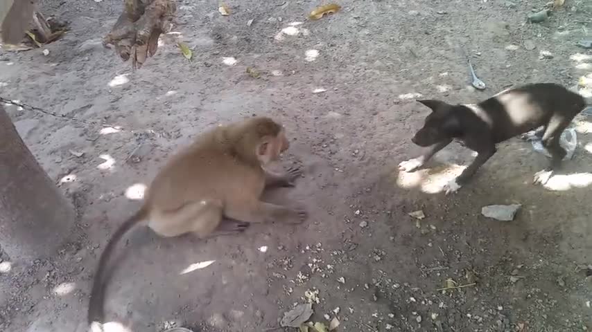 Monkey quarrel with dog # dog and monkey are playing