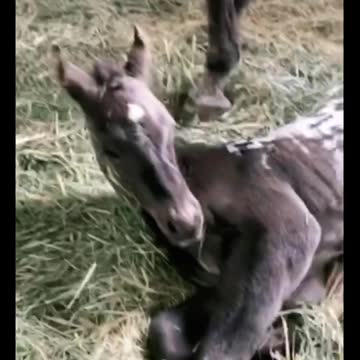 Dog greets newborn foal