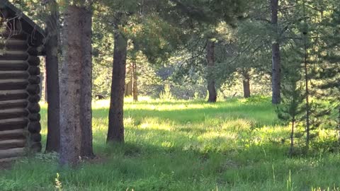 Bear in Tetons