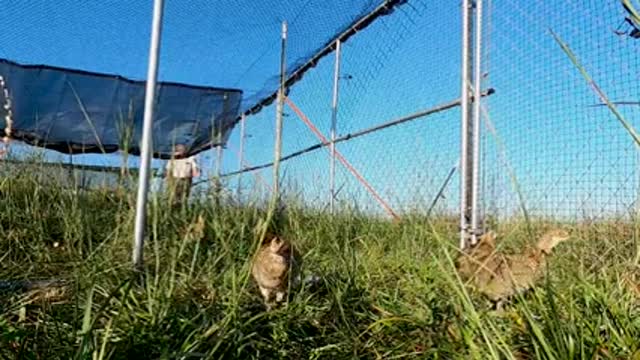 Attwater's Prairie Chicken Reintroduction Program_2