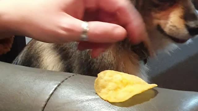 To chip or not to chip