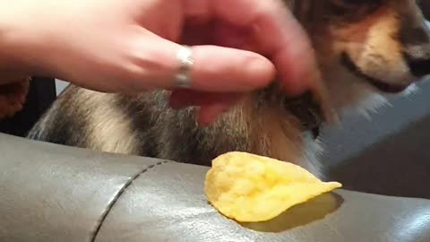 To chip or not to chip