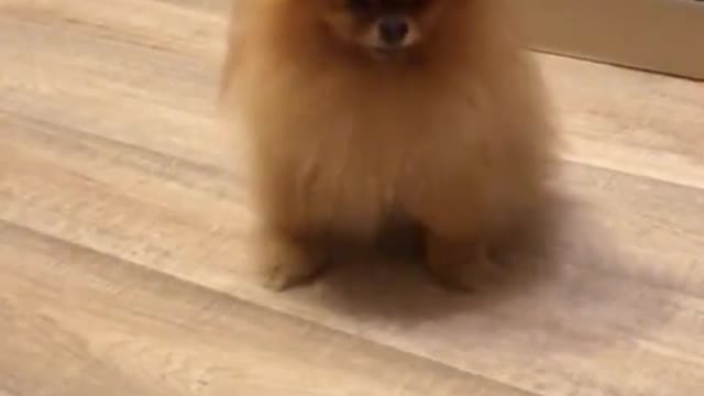 FUNNY ANIMALS Funny Dog