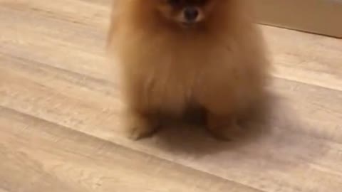 FUNNY ANIMALS Funny Dog