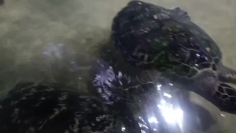 Turtles like to forage together