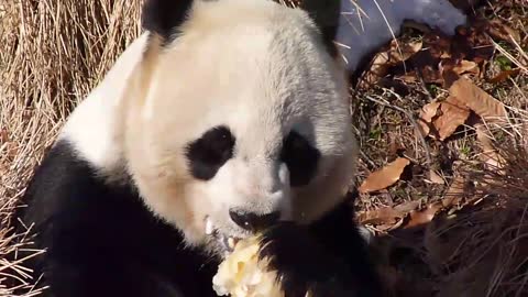 Panda in National Zoo DC