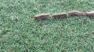 Long Line of Connected Caterpillars