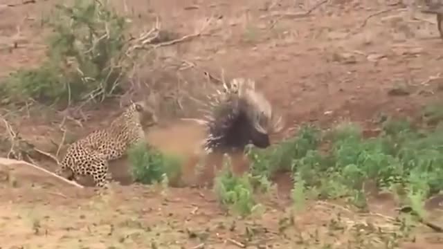 Payback Time For Rulers Of The Wild