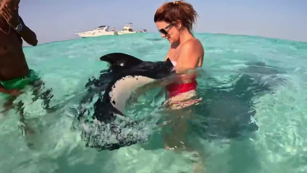 Cutest Animals videos compilation Funny and cute moments of animals