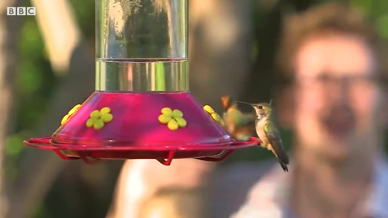 Beautiful Hummingbirds in Slow Motion | BBC Earth