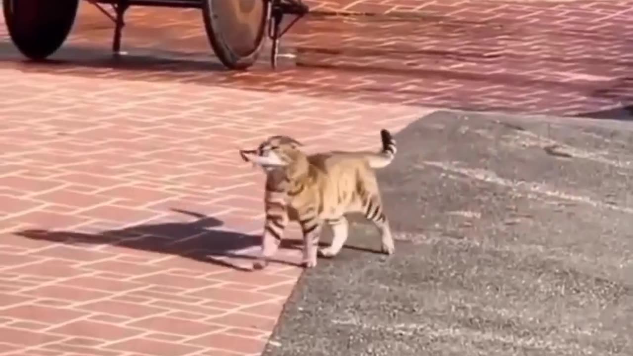 Animal