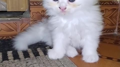 OMG So Cute Cat Video ❤ #cat #shorts