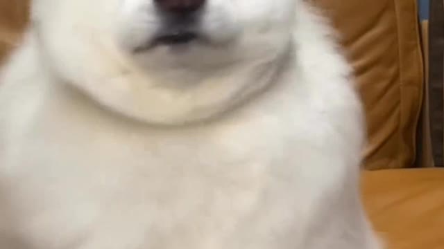 Stupid puppies start to like humans as long as they are touched by people