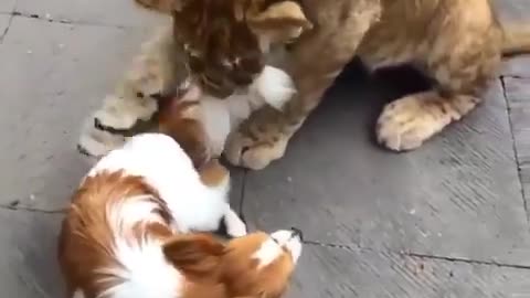 lion and dog 😮lion and dog funny video 😆 #short