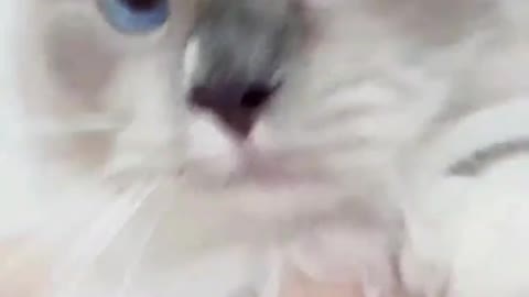 Do I look cute when i bite Meowmy?