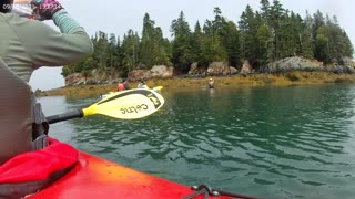 Bald Eagle Pair and Kayaking in New Brunswick, Canada