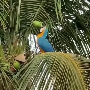 This bird is as skilled as a human being look at what she does