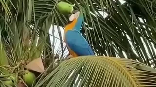 This bird is as skilled as a human being look at what she does