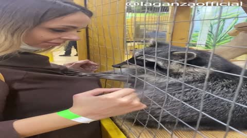 Friendly Raccoon Is Very Fond of Woman