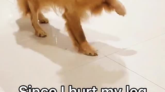 Funny Dog